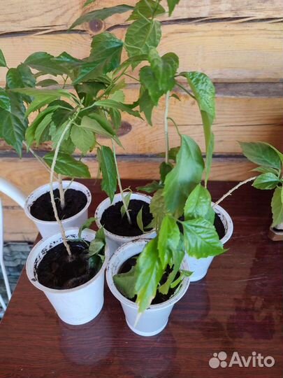 Гибискус - китайская роза