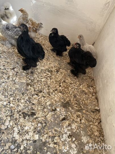 Цыплята карликового кохинхина