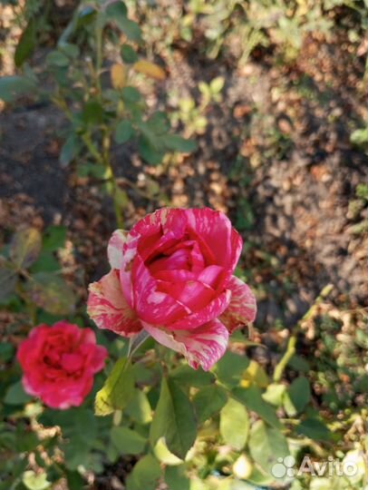 Саженцы роз