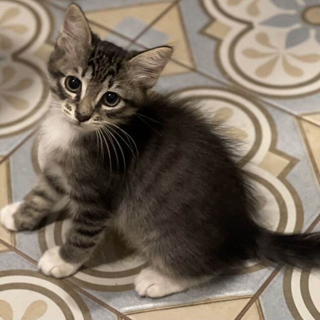 Котёнок в добрые руки