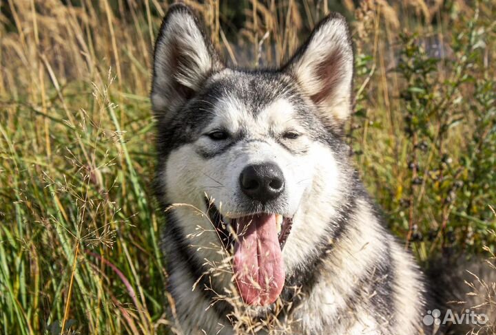 Аляскинский маламут