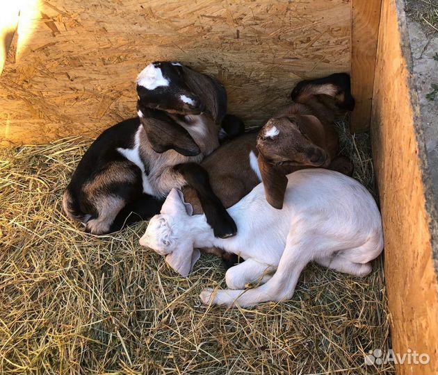 Козы и козлята продажа