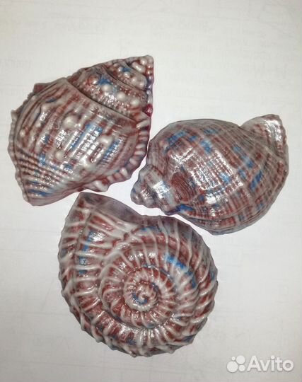 Мыло ручной работы - ракушки