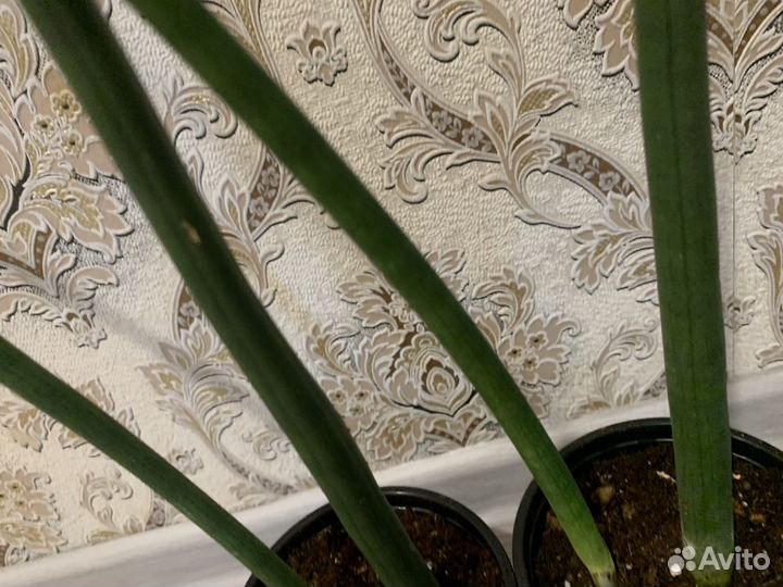 Сансевиерия бакуларис микадо