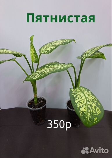 Диффенбахия