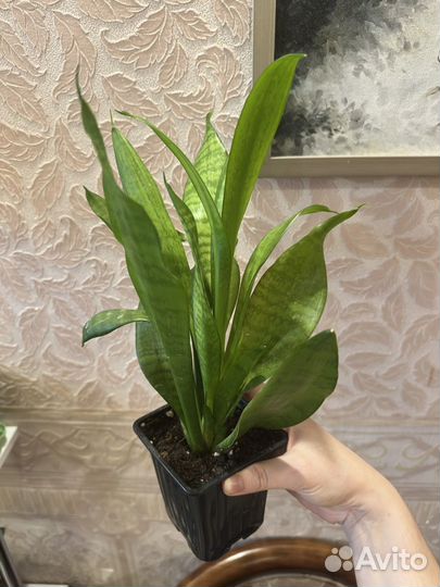 Сансивиерия