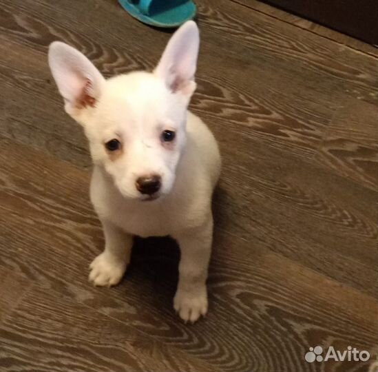 Щенки в дар