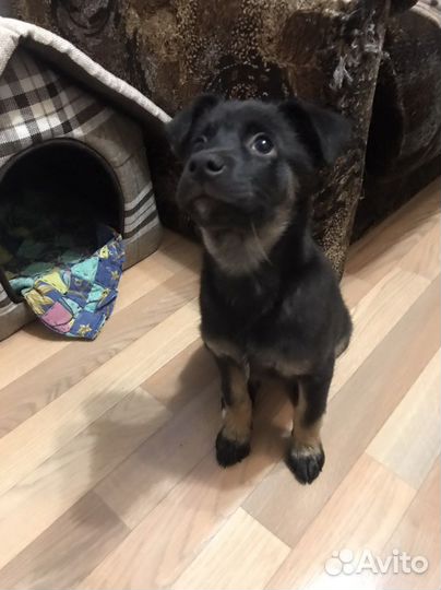 Отдам щенка девочку