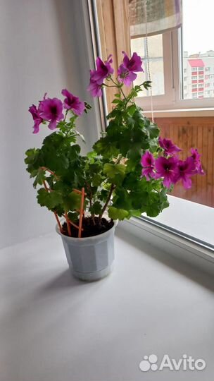 Пеларгония герань королевская