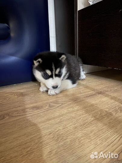 Щенки сибирской хаски девочка
