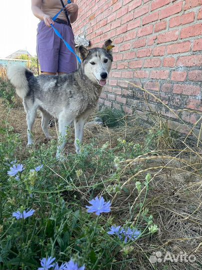 Щенки хаски