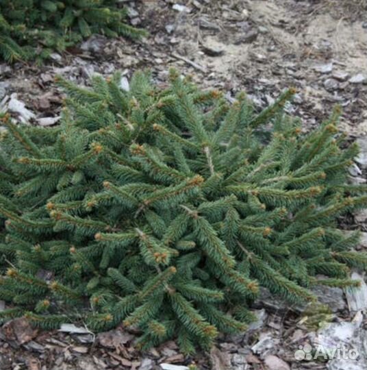 Ель procumbens(прокумбенс) c3