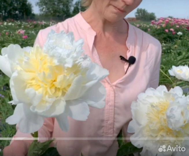 Пион Хоней голд Медовое золото