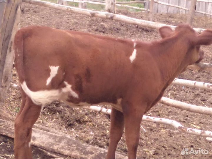 Телка 1, 8 года