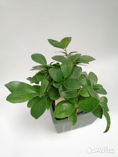 Фикус Микрокарпа Гинсенг
