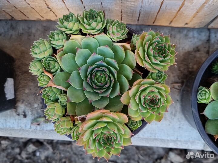 Молодило, эониум