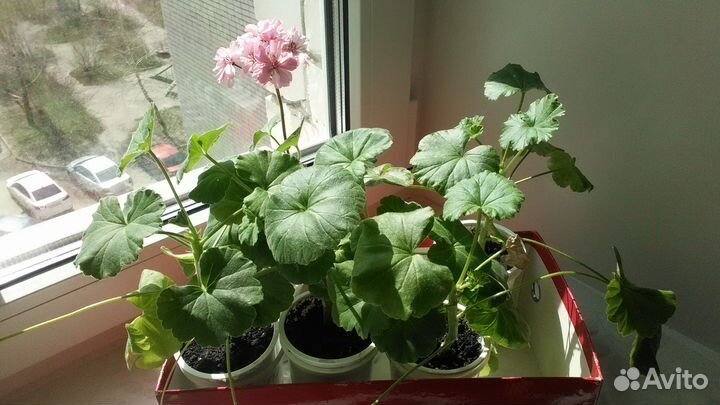 Отростки Махровой Герани лососевого цвета