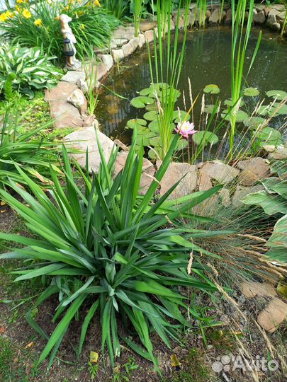 Цветы для сада