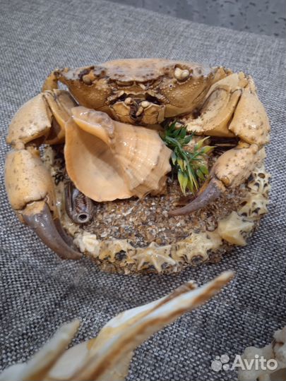 Морские сувениры