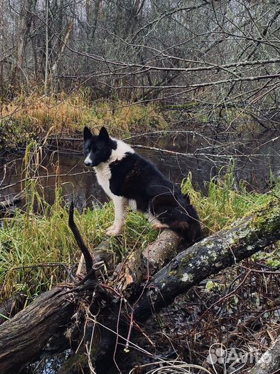 Щенки карельская медвежья лайка