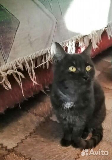 Кошка Лейла стерильная