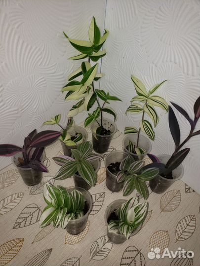 Традесканции