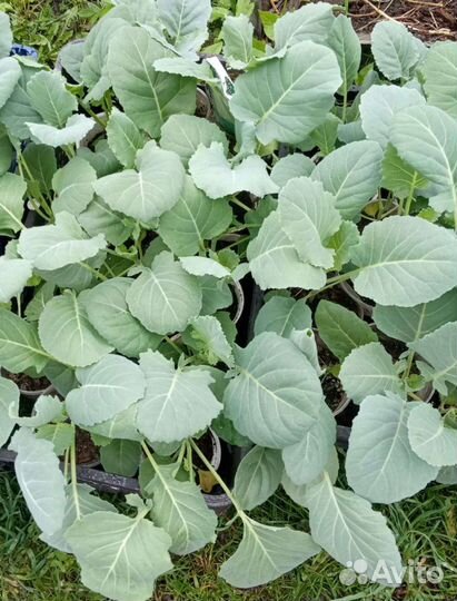 Рассада помидоров, баклажанов, капусты, огурцов