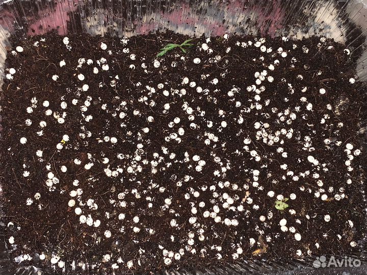 Яйца улиток