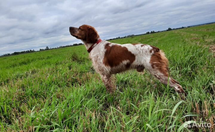 Высокопородные щенки породы Бретонский эпаньоль от