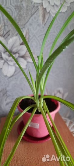 Комнатные растения