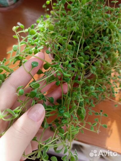 Солейролия