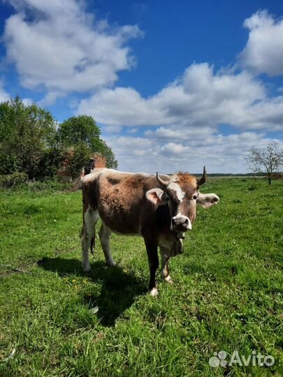 Корова - телка стельная молодая