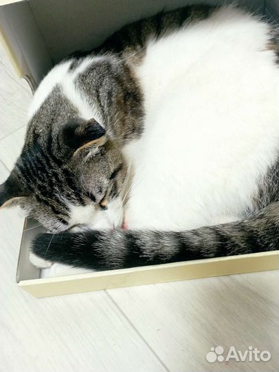 Кошка в дар