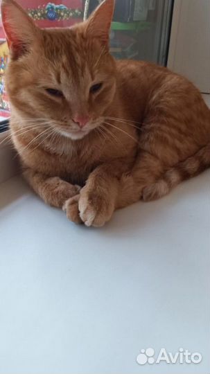 Кот в добрые руки