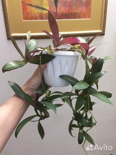 Комнатные растения