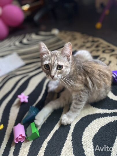 Кошка 4 месяца