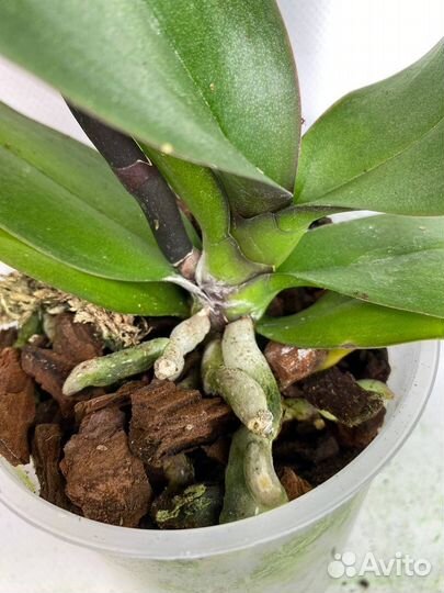 Орхидея фаленопсис биг лип