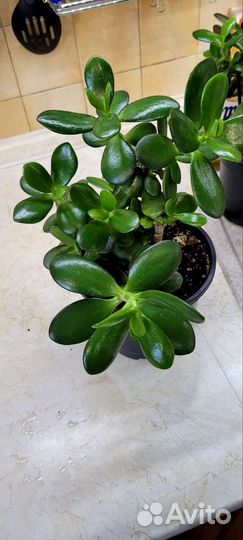 Денежное дерево-красула толстянка