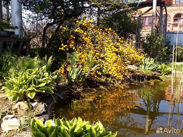 Керрия японская