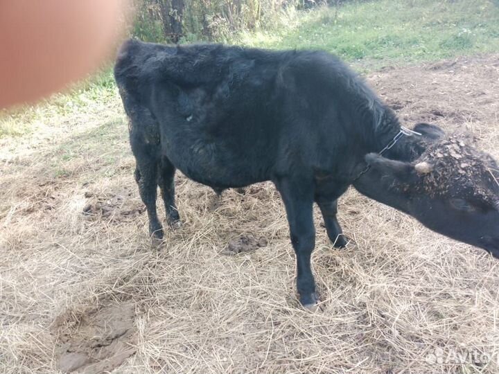 Бычки и телочка