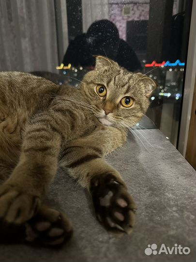 Шотландская вислоухая кошка бесплатно