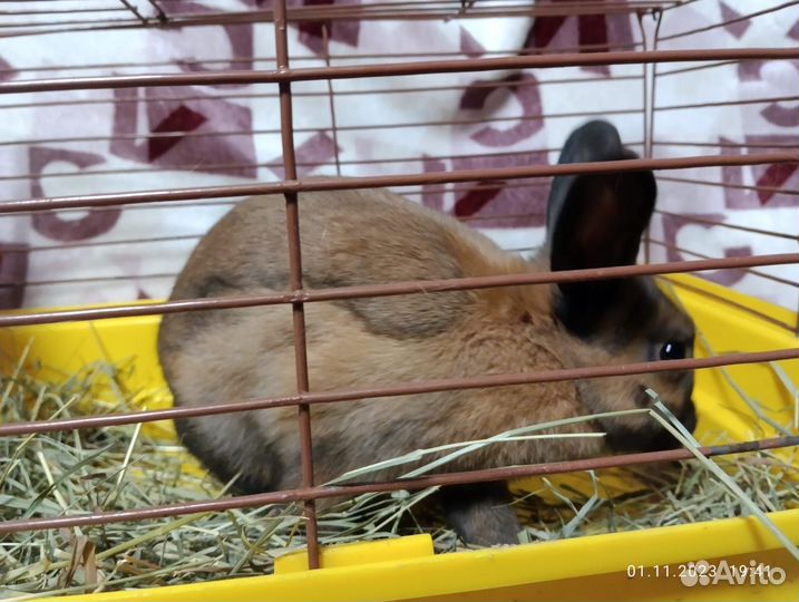Декоративный кролик с клеткой