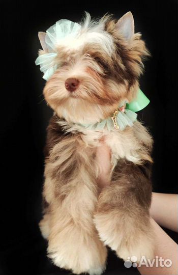 Йоркширский терьер щенки