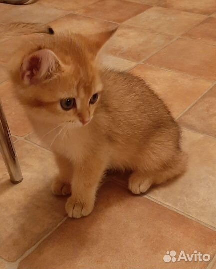 Мальчик британская золотая шиншилла