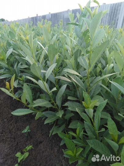 Саженцы вишни Бессея