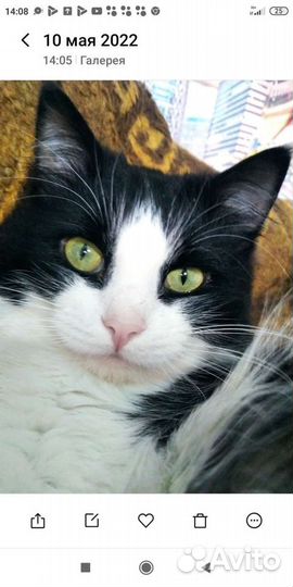 Котик Барсюша - ласковый обнималка