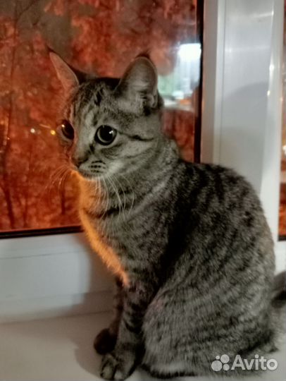 Кошечка молодая ласковая