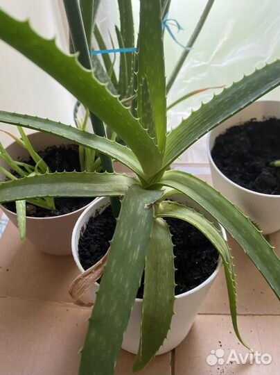 Цветок в горшке