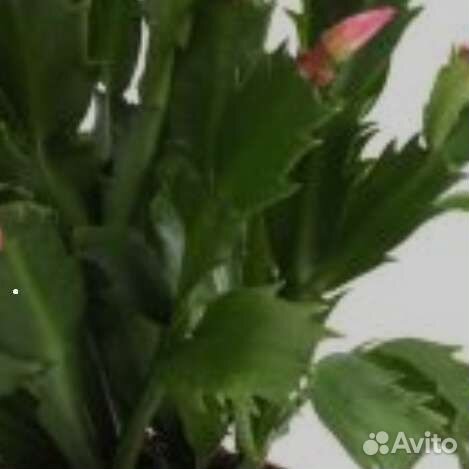 Зигокактус