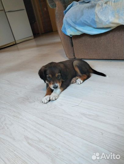 Щенки сеттера